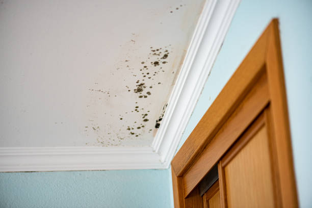 Home Mold Removal in Balm, FL
