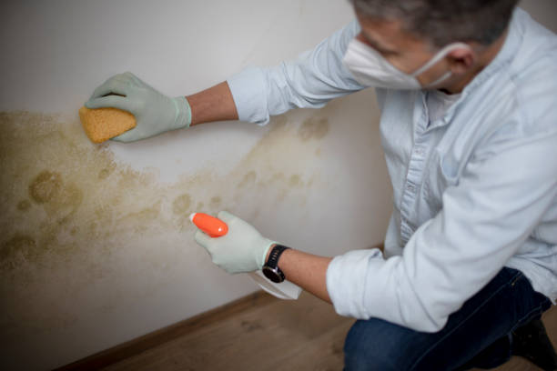 Best Crawl Space Mold Removal  in Balm, FL