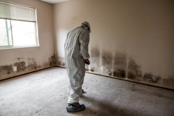 Best Local Mold Removal Service  in Balm, FL