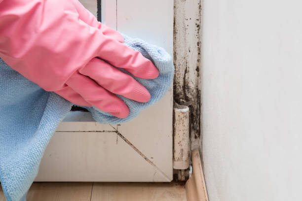 Best Mold Removal Specialists  in Balm, FL